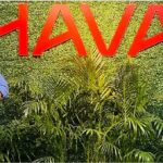 Rohit Shaw appointed SVP at Arena Media, Havas Media Network.