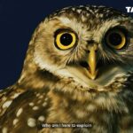 Tata Play’s new AI campaign uses an owl and donkey to simplify DTH value